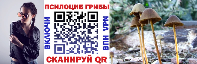 Купить  Малоярославец  Псилоцибиновые грибы Psilocybe 